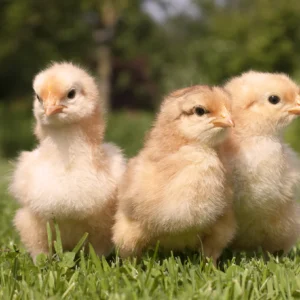MY PET CHICKEN - 2026 Chick Inventory is LIVE