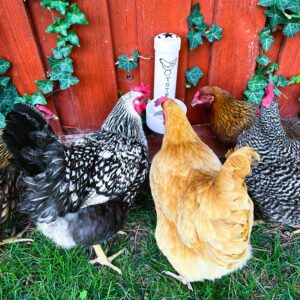 Revolutionary Chicken Partnership Deal – Extra % Off + Free Shipping on $50+